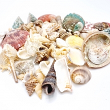 Snäckor i påse - Sea Shell Natural 250 gr