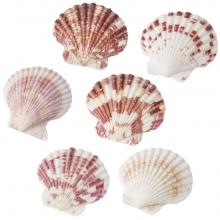 Snäckor 50 gram - Sea Shells II