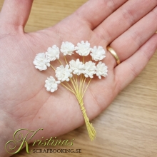 Pappersblommor Chrysanthemum 10 mm White st Pappersrosor