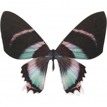Fjärilar H: 6,1 cm B: 7 20st 300 g Pappersfigurer