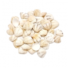 Snäckor Snäckskal 50 gram - Sea Shells I