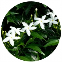 Doftolja Jasmine Summer Breeze För Tvål och Ljustillverkning