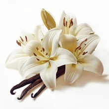 Doftolja Vanilla Musk Serenity För Tvål och Ljus