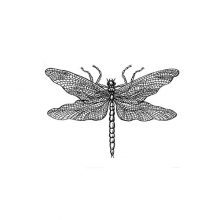 Stämpel - Dragonfly Drawing - Omonterad