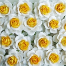 Pappersblommor pappersrosor Rose 15 mm Yellow / Off White Student Konfirmation