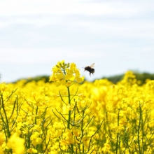 Rapsvax för ljustillverkning. Kerax 4170 keravax.