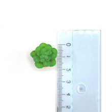 Sukkulent i miniatyrformat med en fin brun kruka.