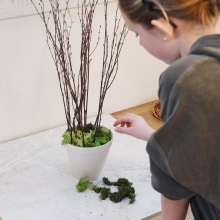 Grön mossa, äkta Islandsmossa, florist, julgrupp, blomstergrupp med mossa