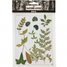 Äkta Pressade Blad Gröna Torkade Naturmaterial