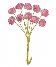 Pappersblommor Chrysanthemum - 10 mm - White Pink - 10 st