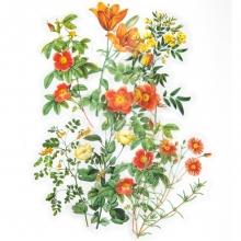 Die Cut Stickers - Acetate Orange Summer Garden - 12 st