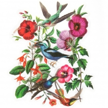 Die Cut Stickers - Acetate Hummingbirds And Hibiscus - 12 st