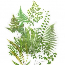 Die Cut Stickers - Acetate Fern and Ginkgo - 12 st