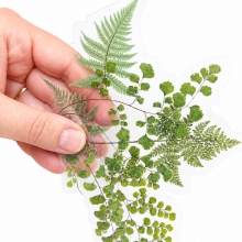 Die Cut Stickers - Acetate Fern and Ginkgo - 12 st