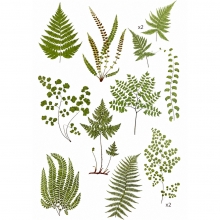 Die Cut Stickers - Acetate Fern and Ginkgo - 12 st