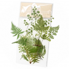 Die Cut Stickers - Acetate Fern and Ginkgo - 12 st
