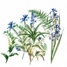 Die Cuts Clear - Acetate Lovely Iris - 12 st