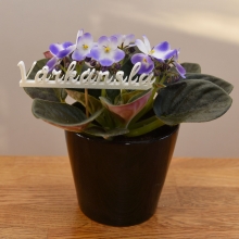 Vårkänsla - Skylt På Pinne - Text Till Blomma