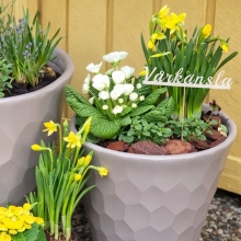 Vårkänsla - Skylt På Pinne - Text Till Blomma