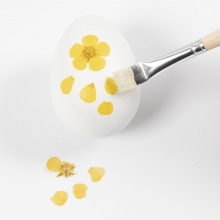 Äkta Pressade Blommor Mixade Färger Torkade Naturmaterial