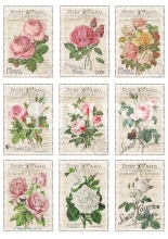 Vintage Foton A4 Reprint - Garden - Roses