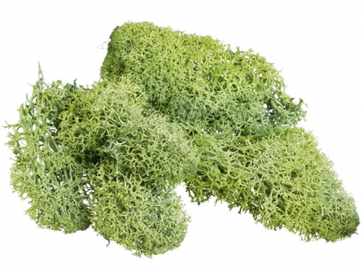 Grön mossa, äkta Islandsmossa, florist, julgrupp, blomstergrupp med mossa