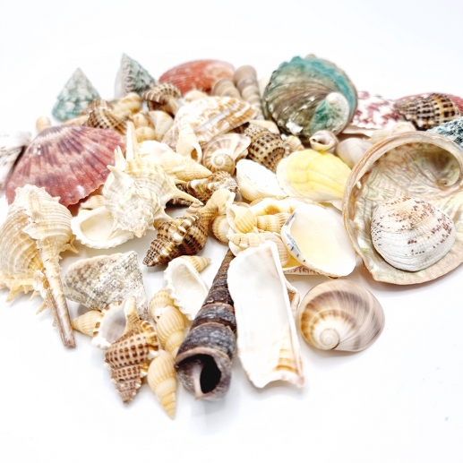 Snäckor i påse - Sea Shell Natural 250 gr