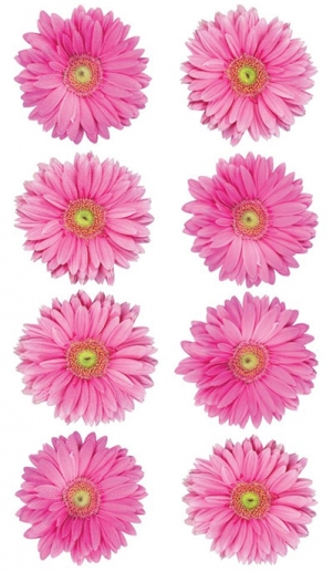 Stickers Sticko Pink Gerbera Flower Dekorationer DIY