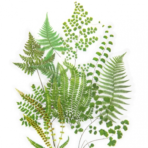 Die Cut Stickers - Acetate Fern and Ginkgo - 12 st