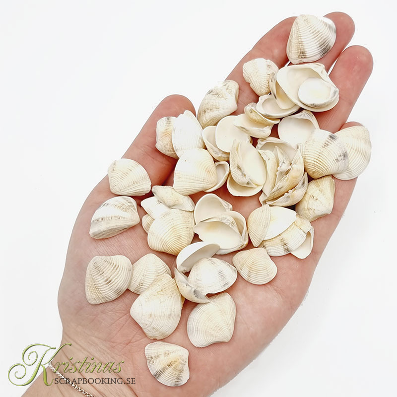 Sn ckor 50 Gram Sea Shells I Sn ckskal Sn ckor DIY Sn ckor 50 Gram Sea Shells I Sn ckskal Sn ckor DIY